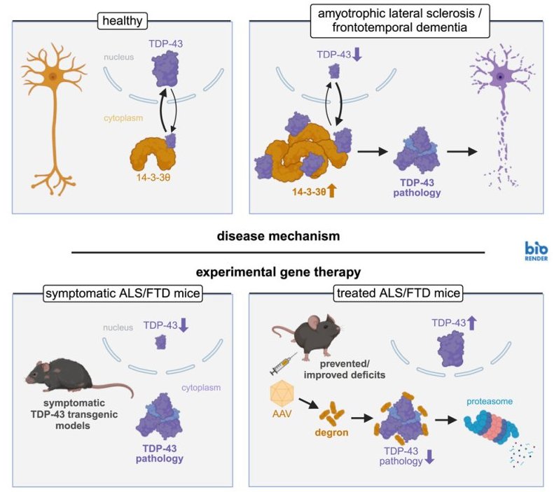 Targeting TDP 43 pathology