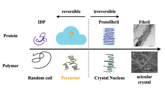 Tau protein fibrillization mirrors polymer crystallization Takahashi et al NeurosciRes