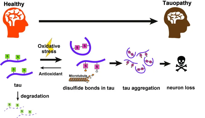 Tau proteins undergo chemical changes under oxidative stress to form disulfide bonds