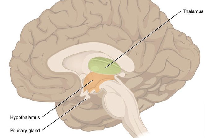 Thalamus hypothalamus pituitary gland by OpenStax College