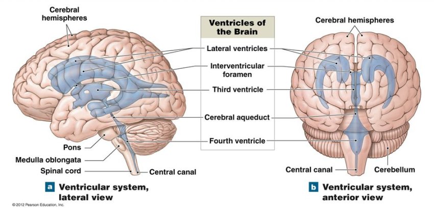 The Ventricular System