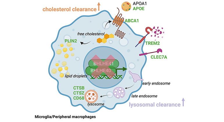 Transcription factors regulate clearance processes in microglia