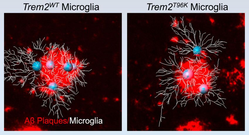 Trem2 T96K mutation Pilat et al Neuron