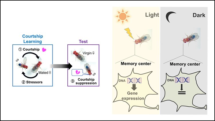 Using Light to form long term memories