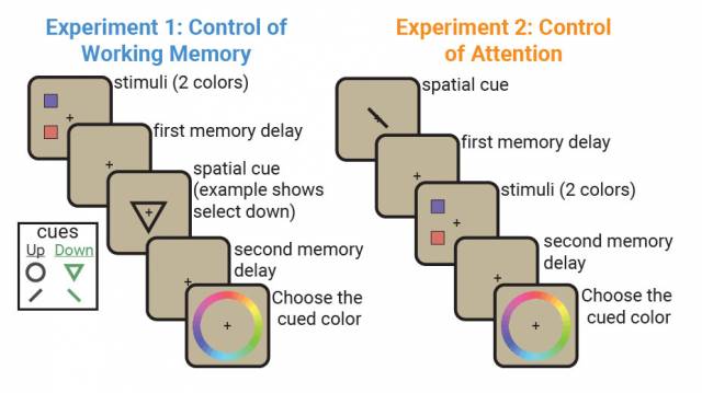 Working memory V control attention