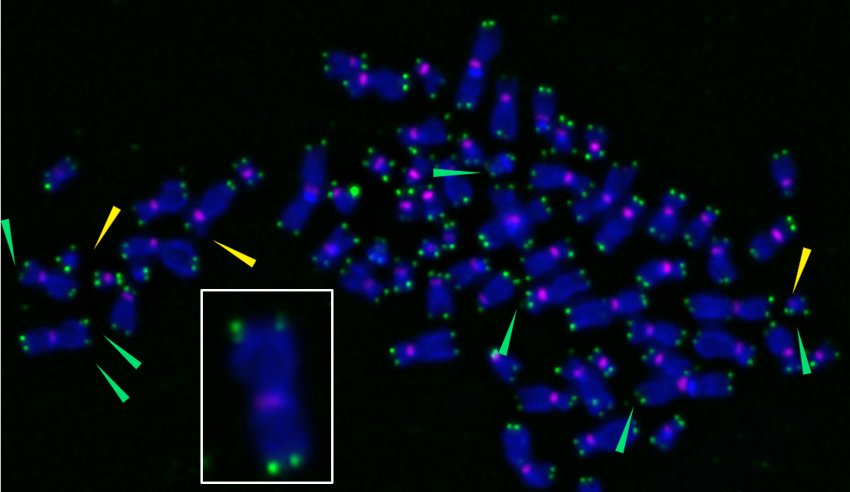 X shaped chromosomes and telomeres