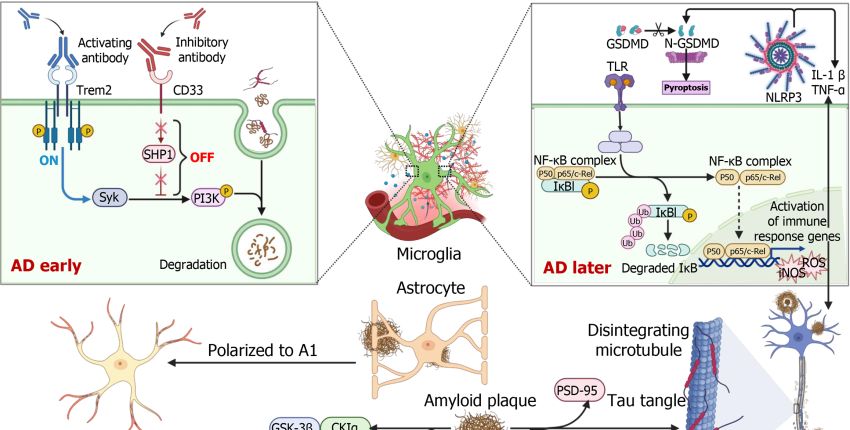 Xiao Qian Shan et al World J Stem Cells