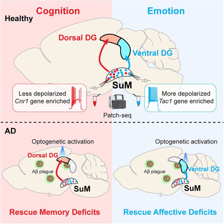 Yan Jia Luo et al Neuron