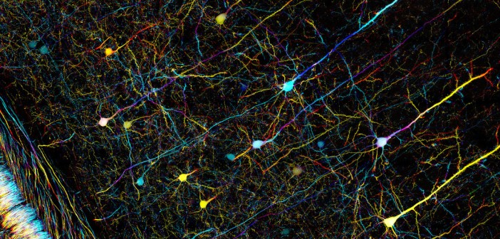 Neurons by ZEISS Microscopy