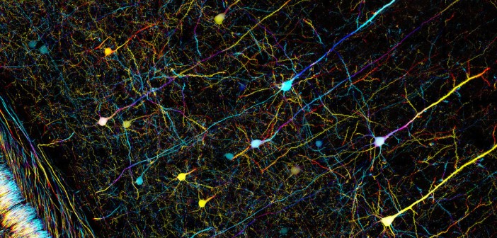 Neurons by ZEISS Microscopy
