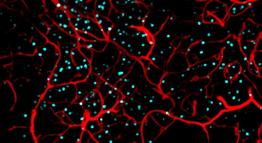 active nerve cells (cyan) and blood vessels (red) in mouse hippocampus 