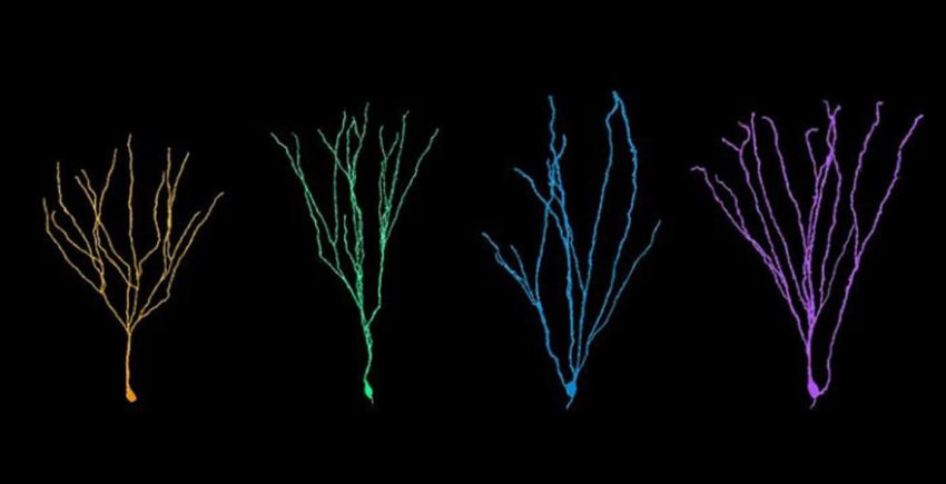 adult neuron growth