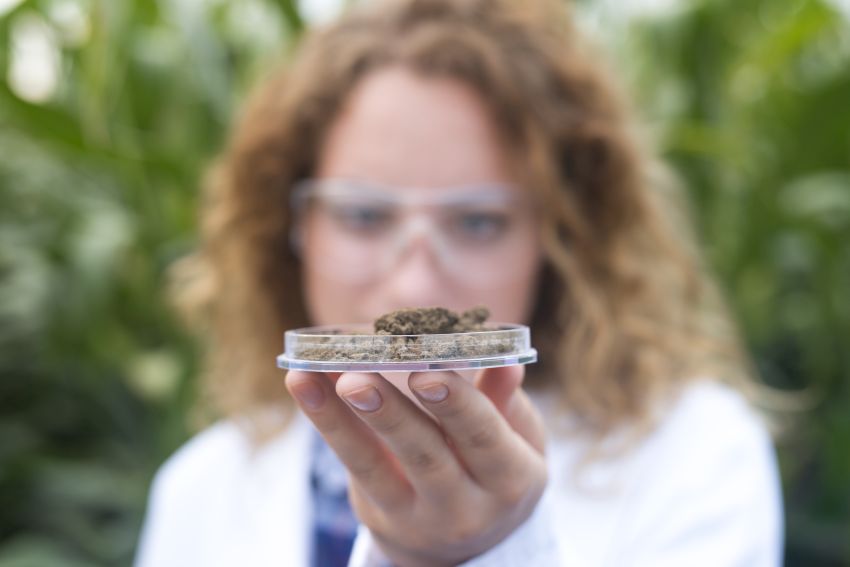 agronomist showing cannabis sample
