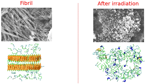 amyloid fibril before and after irradiation