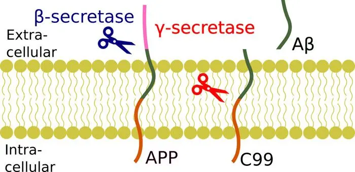 amyloidogenic pathway of alzheimer