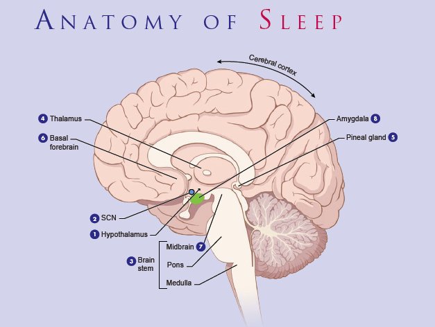 anatomy of sleep parts of brain involved