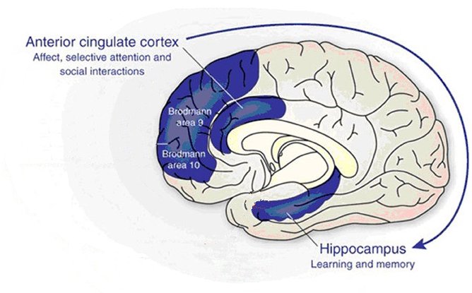 anterior cingulate cortex and hippocampus