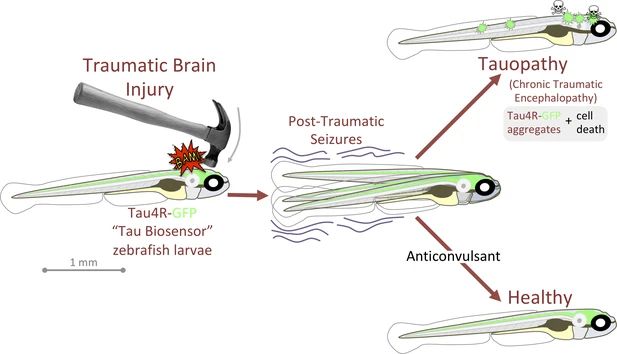 anticonvulsants reverse tauopathy and cell death of zebrafish larvae after traumatic brain injury