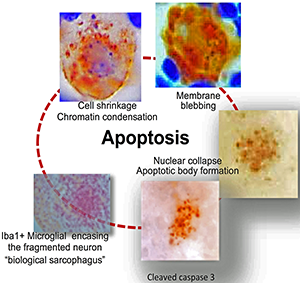 apoptotic path