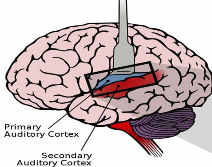 Il modo in cui il cervello elabora il linguaggio può essere marcatore precoce di demenza