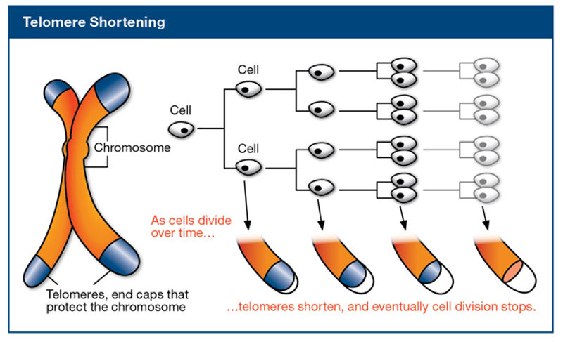 telomeres shortening scheme