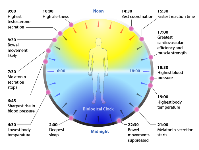 Individuato l'orologio circadiano che controlla i ritmi quotidiani dell'aggressività: possibili effetti sul sundowning