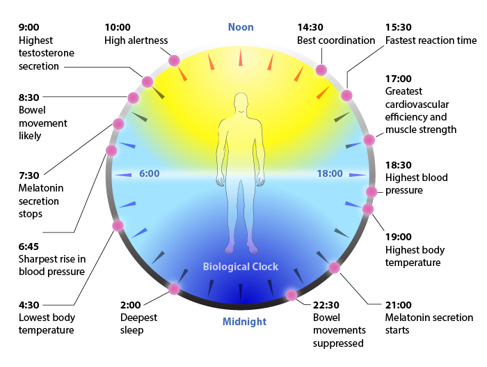 Il nostro orologio interno svanisce nell'invecchiamento, ma ne subentra un altro