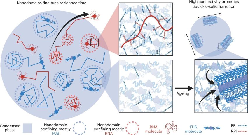 biomolecular condensates