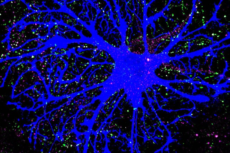 Cellule cerebrali a forma di stella orchestrano le connessioni neurali