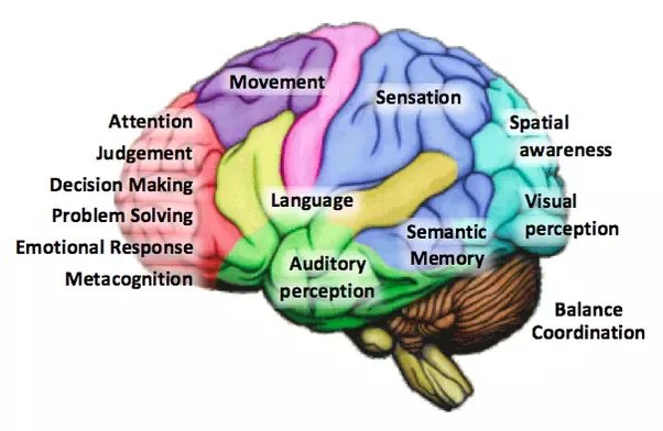 brain function