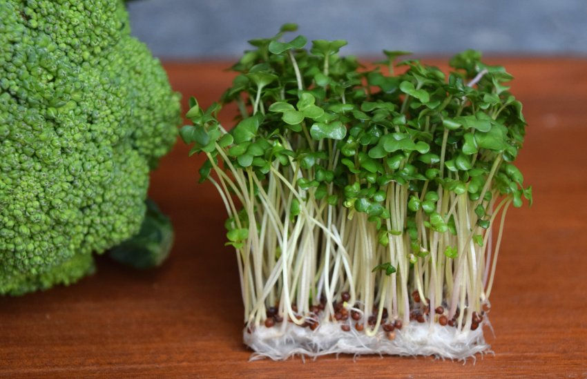 broccoli sprouts kasamatsu et al