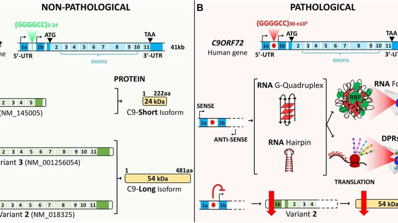 case western reserve university c9orf72 gene mutation als ftd