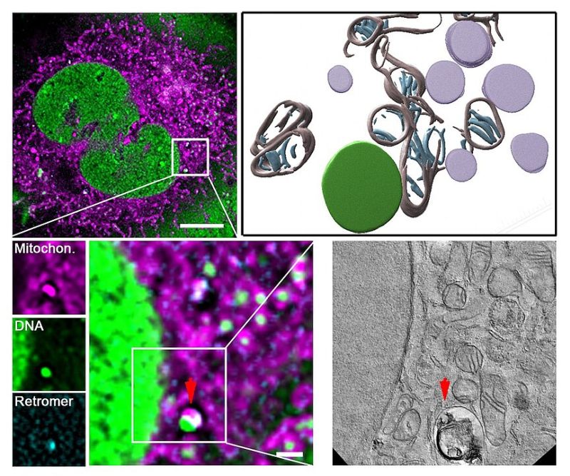 cell under mtDNA replication stress by David Pla Martin SciAdv