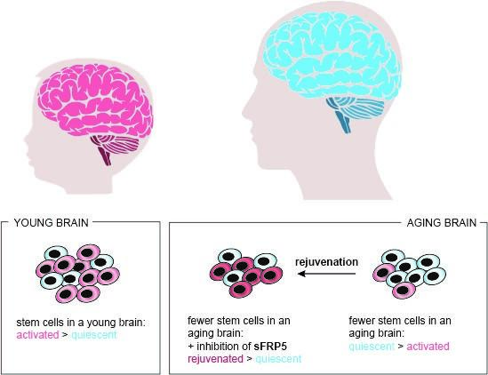 celle stem rejuvenation in aging brain