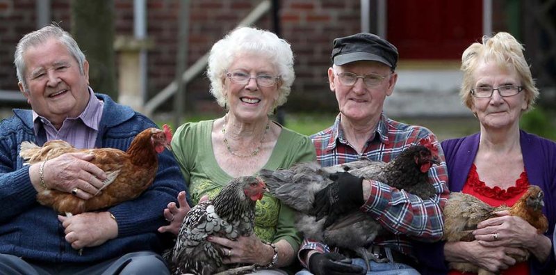Nuova terapia con le galline contro la solitudine della demenza