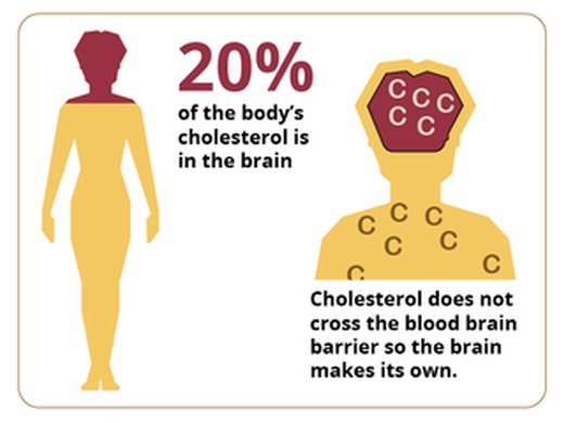 cholesterol in the brain