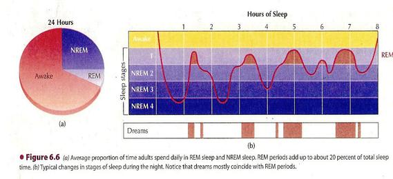 Il sonno REM è coinvolto direttamente nella formazione della memoria