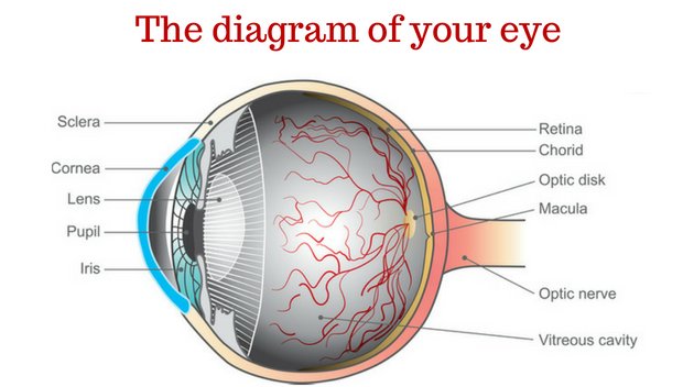 diagram of the eye