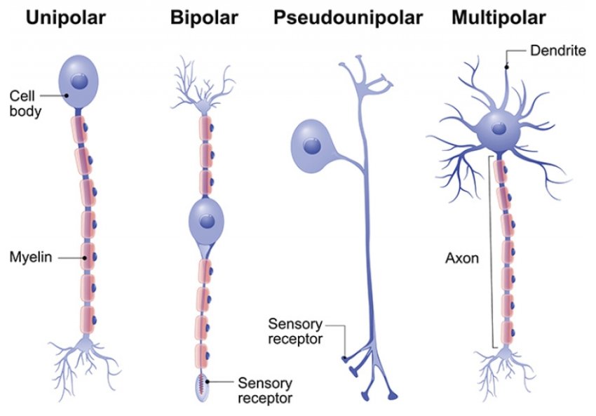 different kinds of neurons