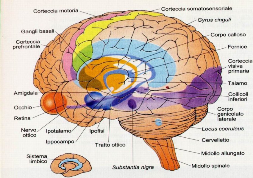 different parts of brain