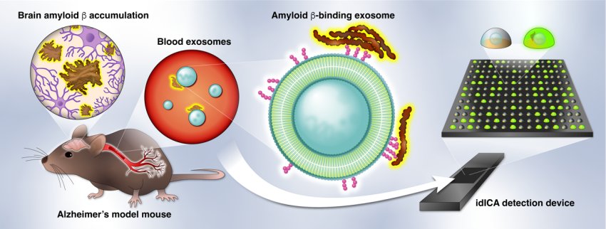 digital detection of amyloid β binding exosomes in the blood