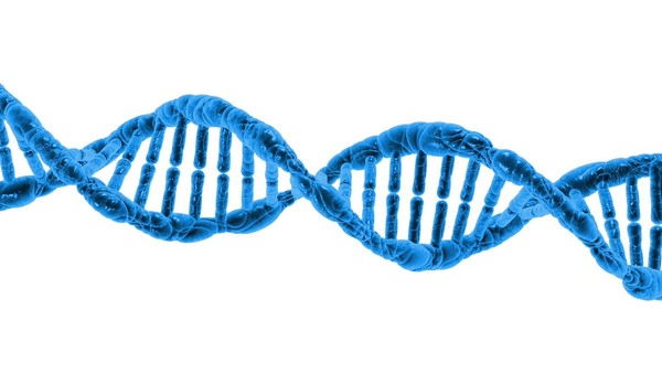 La creazione delal memoria si avvale anche del DNA