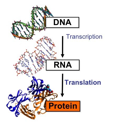 dna to rna transcription to protein translation