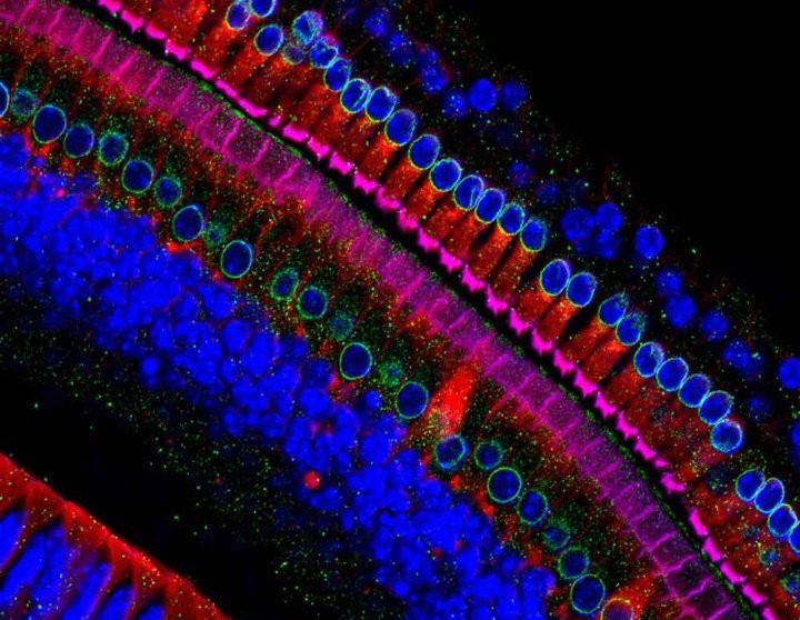 ear hair cells