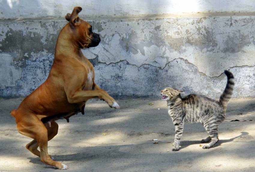 fight or flight acute stress response by dog and cat