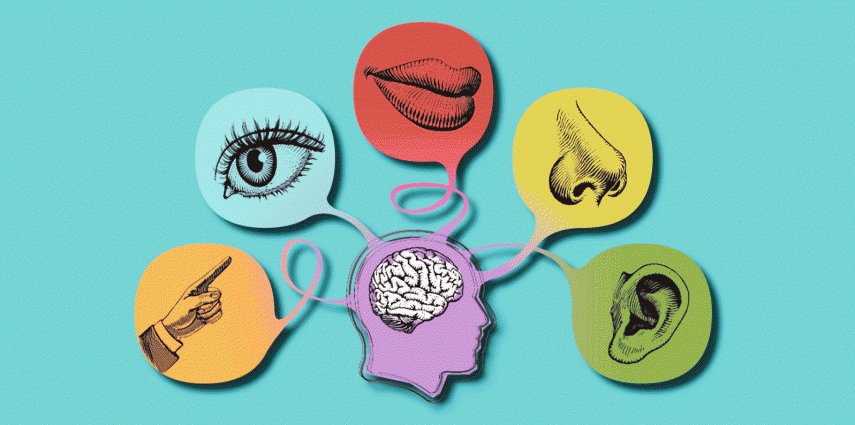 five senses and the brain