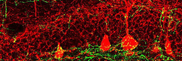 Come regola il cervello adulto la produzione di nuovi neuroni?