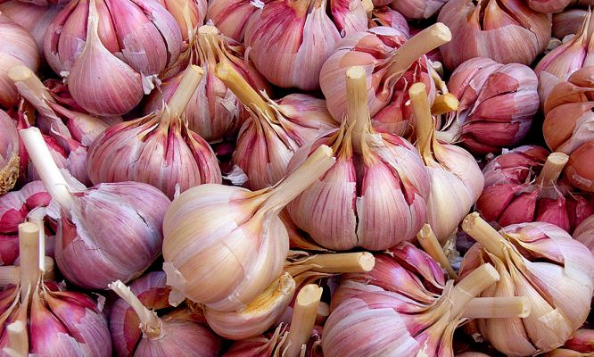 garlic