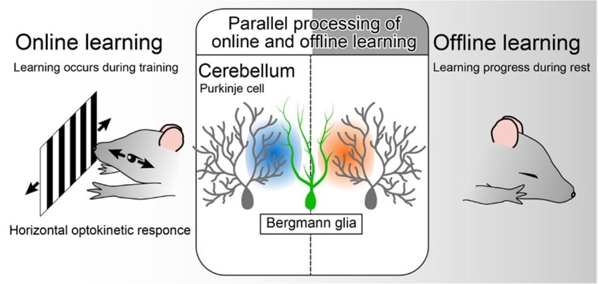 glial control of parallel memory processing