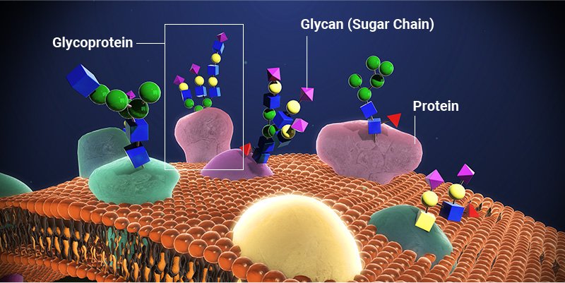 glycan and cells